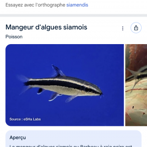 Otocinclus - rasbora