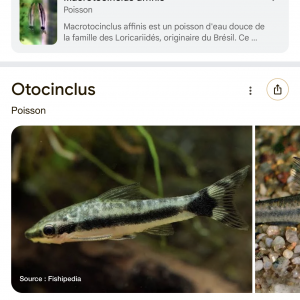 Otocinclus - rasbora