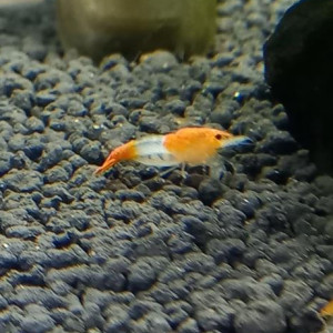 CREVETTE RILI ORANGE