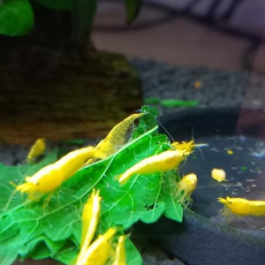 CREVETTES YELLOW NEON