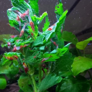 CREVETTE RILI RED