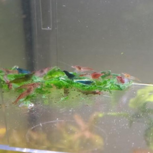 CREVETTE NEOCARIDINA DECLASSEE TOUT VENANT