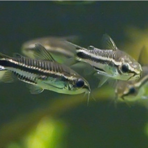 Corydoras pygmaeus