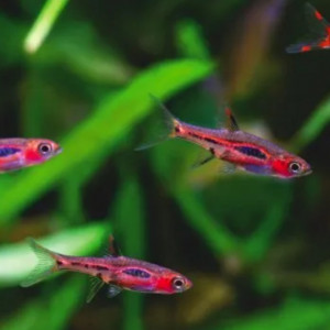 rasbora brigitae