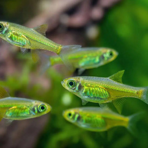 Rasbora kubotai
