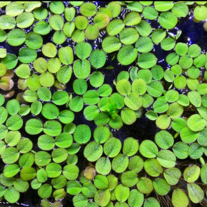 Salvinia minima