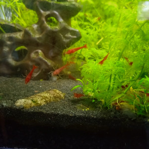 Crevettes Red Cherry