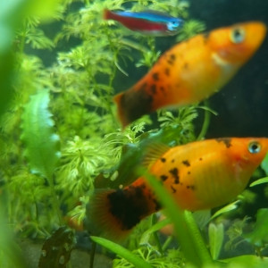 Platy