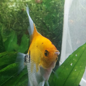 Scalaires Koi