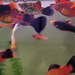 Platy juvenile et alevins