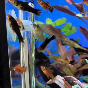 Platy juvenile et alevins