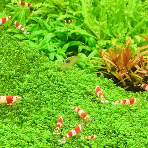 Crevettes Crystal Red / crevettes CRS