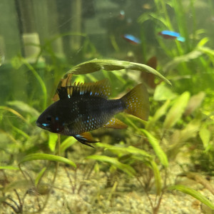 Ramirezi noir femelle