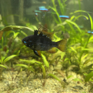 Ramirezi noir femelle