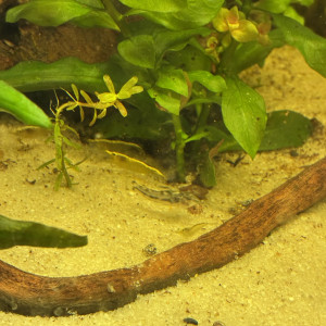 Crevette neocaridina Yellow neon