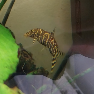 Donne 2 botia Lohachata