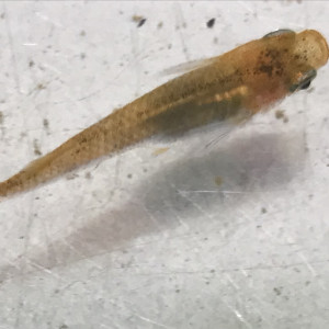 Médakas - Oryzias Latipes -  oeufs
