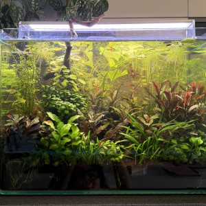 Vends Aquarium 29L (40cm L x 26cm l x 30cm H) en l’état (avec crevettes Bloody Mary)