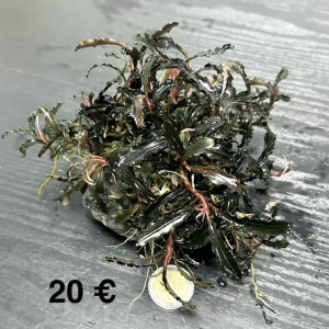 Clumps de Bucephalandra Kedagang
