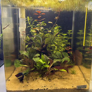 Aquarium complet et vivant 20 litres dennerle