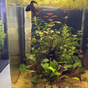 Aquarium complet et vivant 20 litres dennerle