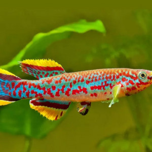 Couple de killis nigerarius
