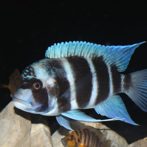 Lot de Frontosa moba blue