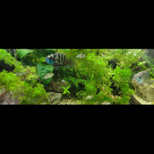 Donne juvéniles ACARA bleu (Andinoacara pulcher)