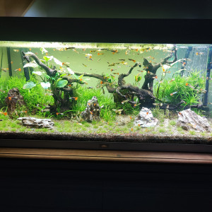 Donne guppys