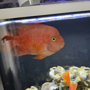paraquat cichlids