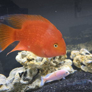 paraquat cichlids