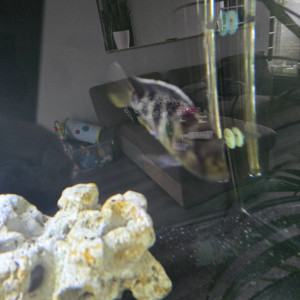 cichlides
