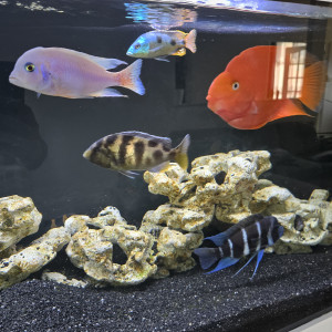 cichlides