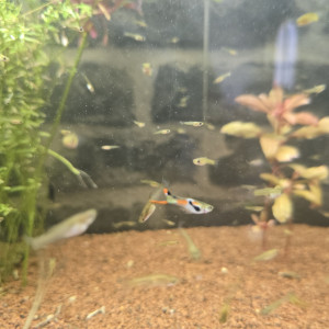 +100 guppy