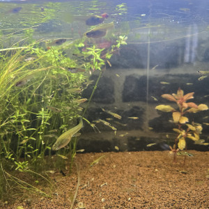 +100 guppy