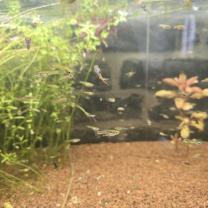+100 guppy
