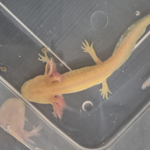 Jeunes axolotls