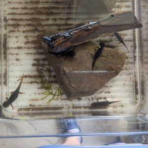 tylototriton verrucosus