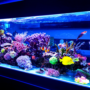 Aquariums A Vendre