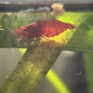 Crevette red cherry
