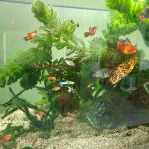 Platys