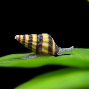 Escargots assassins
