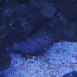 Sarcophyton