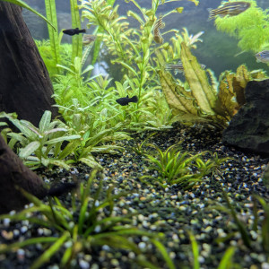 Black Molly jeunes ou bébés