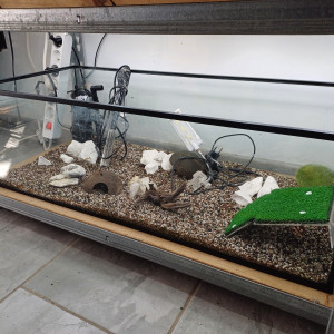 Aquarium 80L equipé
