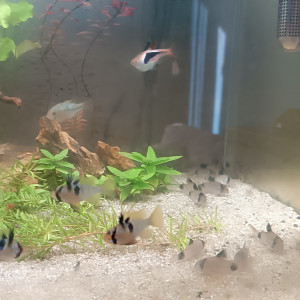 Urgent A vendre cause déménagement