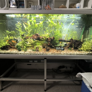 Bonjour, vend aquarium 325L complet + 2 pompe + éclairage, gravier nutritifs etc