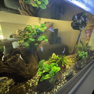 Aquarium complet et accessoires