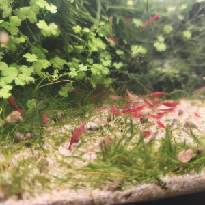 neocaridina davidi red cherry - high grade Sakura ou red