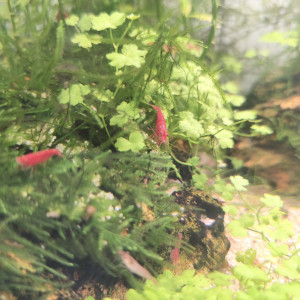 neocaridina davidi red cherry - high grade Sakura ou red
